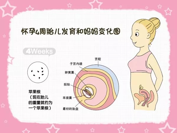 赠卵供卵试管助孕移植前的准备工作